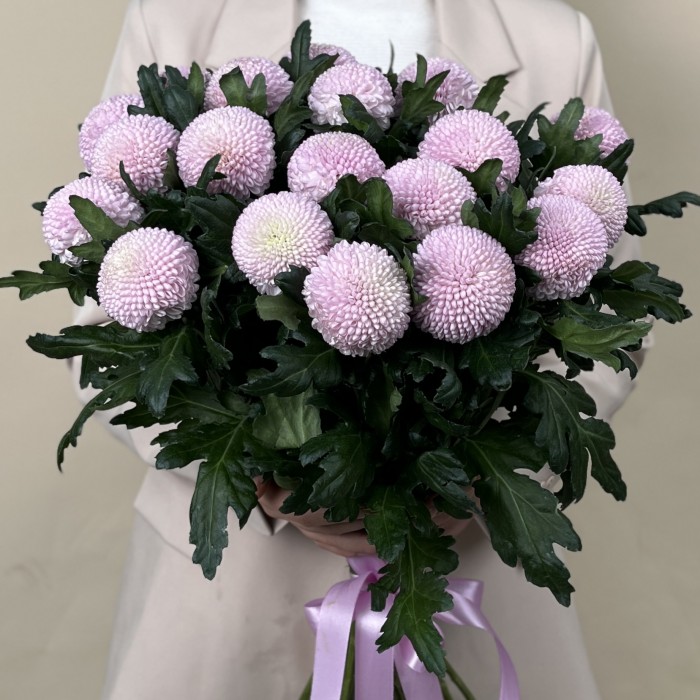 Хризантема розовая помпон