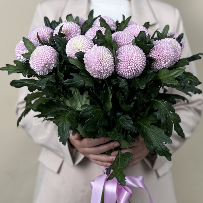 Хризантема розовая помпон