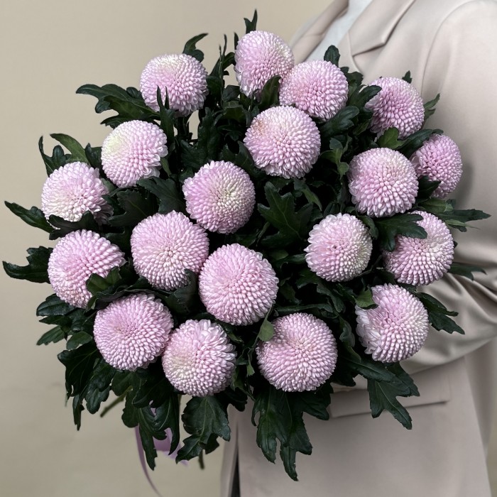 Хризантема розовая помпон