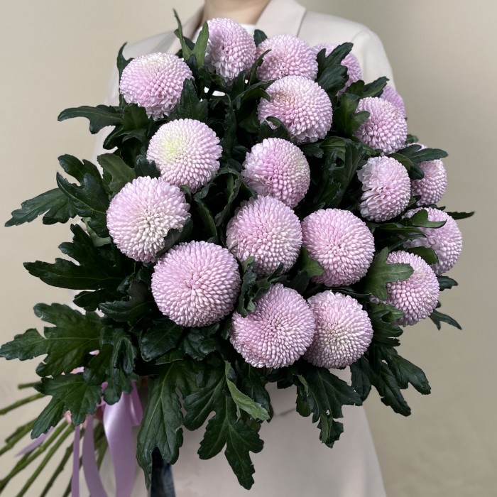 Хризантема розовая помпон