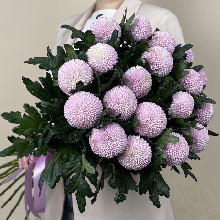 Хризантема розовая помпон