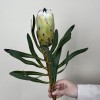 Белая протея Медиум