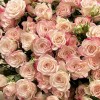 15 кустовых роз Рефлекс 70 см