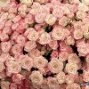 51 кустовая роза Рефлекс 70 см