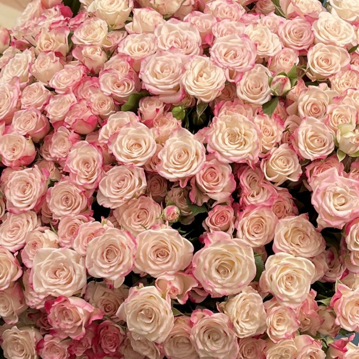 51 кустовая роза Рефлекс 70 см