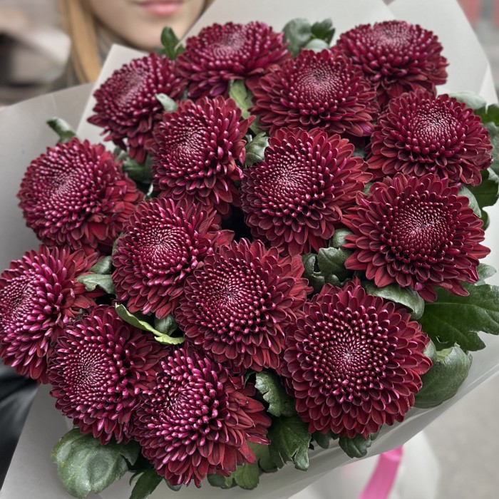 15 бордово-фиолетовых хризантем Покер