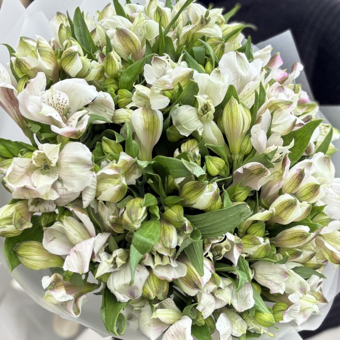 25 бело-фиолетовых альстромерий