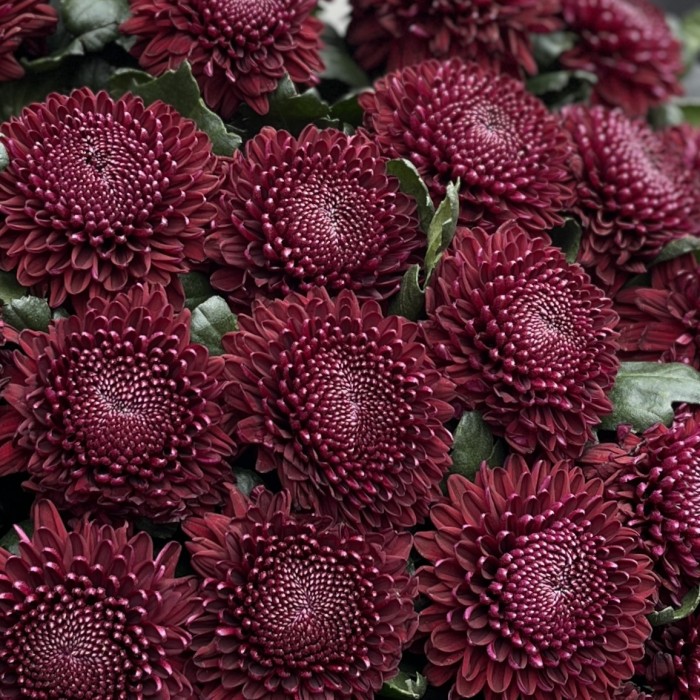 25 бордово-фиолетовых хризантем Покер