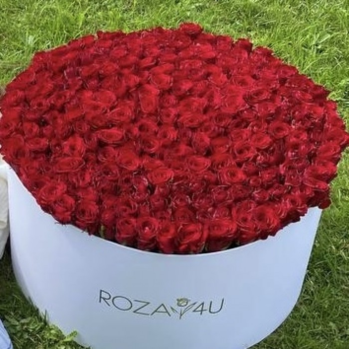 301 красная роза в большой коробке