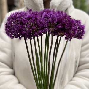 Аллиум фиолетовый