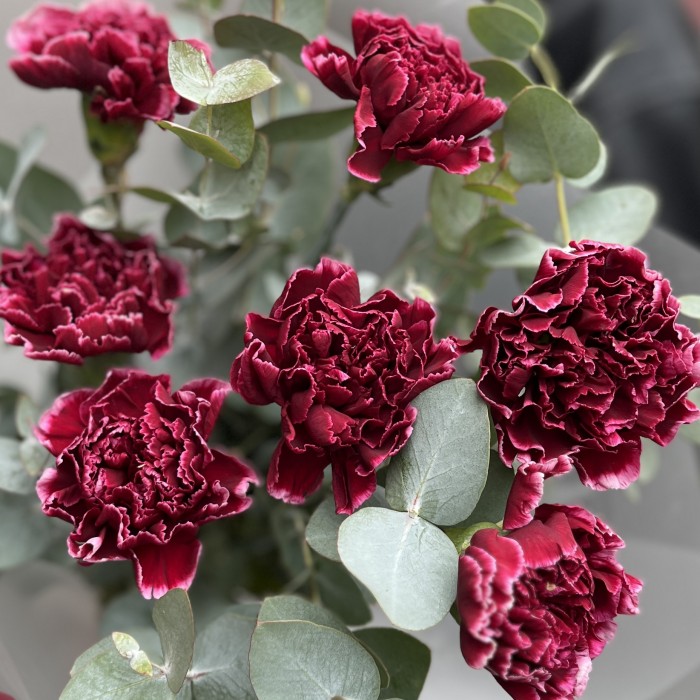 Букет из 7 бордовых гвоздик с белым краем