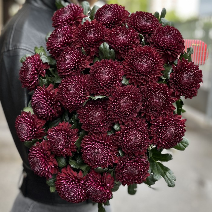 Хризантема бордово-фиолетовая Покер