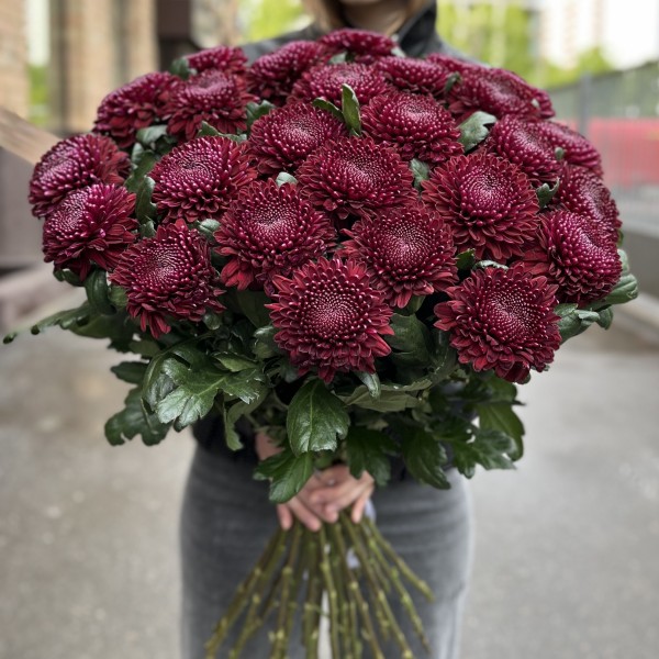 Хризантема бордово-фиолетовая Покер