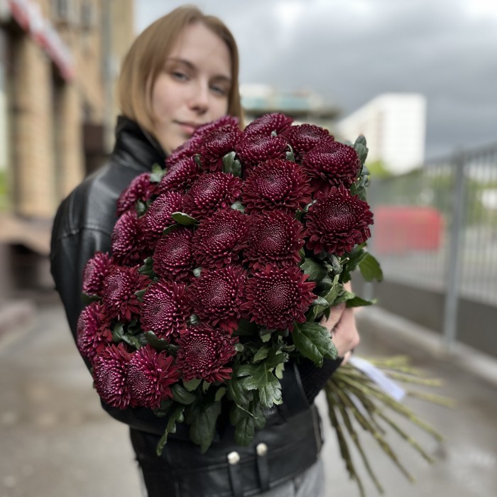 Хризантема бордово-фиолетовая Покер