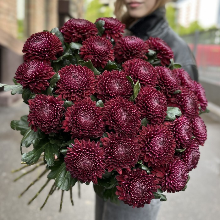 Хризантема бордово-фиолетовая Покер