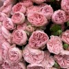 25 кустовых пионовидных роз Харпер 50 см