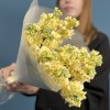 11 кремовых ароматных маттиол