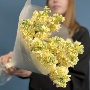 11 кремовых ароматных маттиол