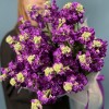 25 ароматных фиолетовых маттиол
