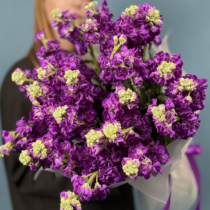 25 ароматных фиолетовых маттиол