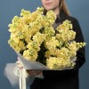 25 кремовых ароматных маттиол