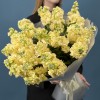 25 кремовых ароматных маттиол