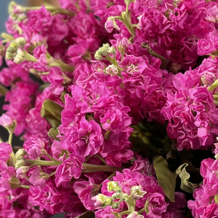 25 ароматных малиновых маттиол