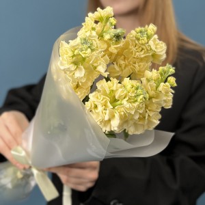 5 кремовых ароматных маттиол