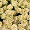 15 кустовых роз Тринити 80 см