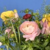 17 ярких полевых ранункулюсов с гринбелом