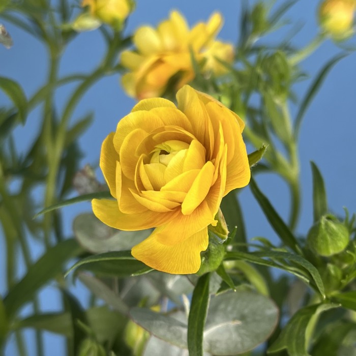 5 ярких желтых полевых ранункулюсов с эвкалиптом