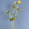 5 ярких желтых полевых ранункулюсов