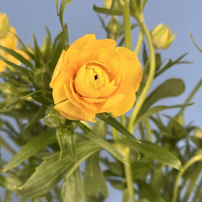 5 ярких желтых полевых ранункулюсов