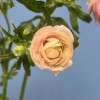 7 розовых полевых ранункулюсов