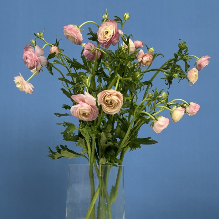 7 розовых полевых ранункулюсов