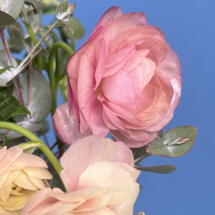 7 розовых полевых ранункулюсов с эвкалиптом