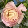 7 розовых полевых ранункулюсов с эвкалиптом