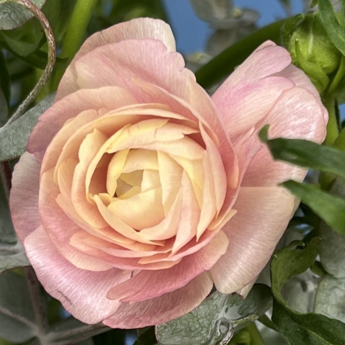 7 розовых полевых ранункулюсов с эвкалиптом