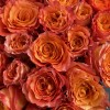 25 огненных роз Фри Спирит 50 см