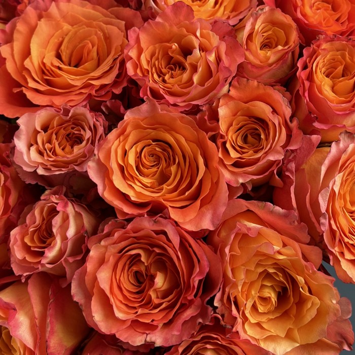 25 огненных роз Фри Спирит