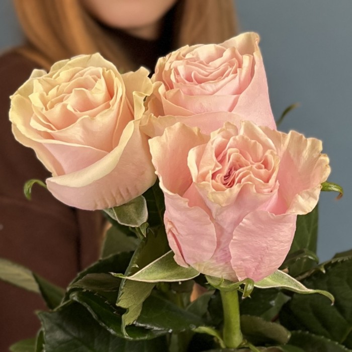 3 розы Пинк Мондиаль 60 см