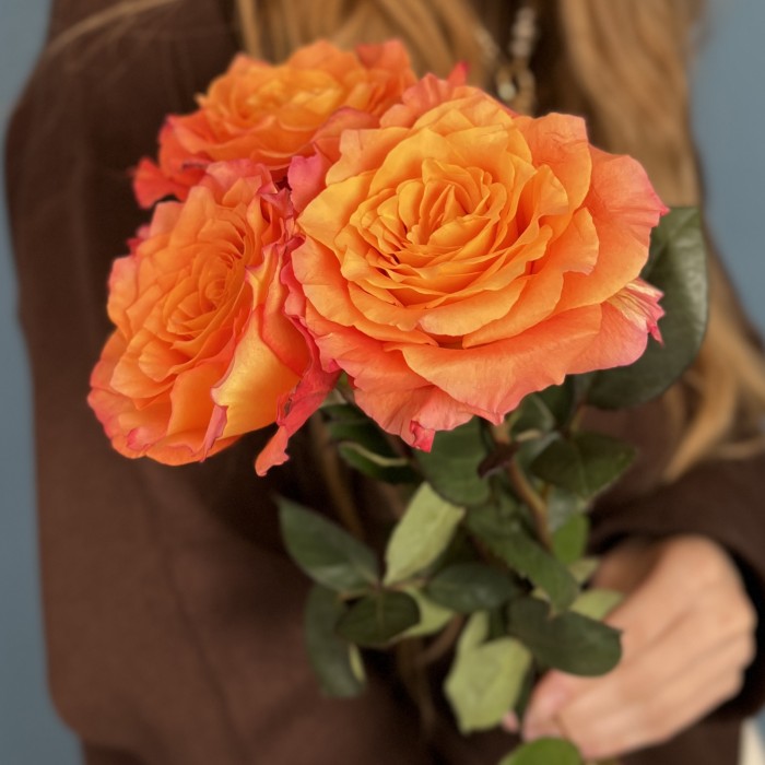 3 оранжево-розовые розы Фри Спирит 60 см