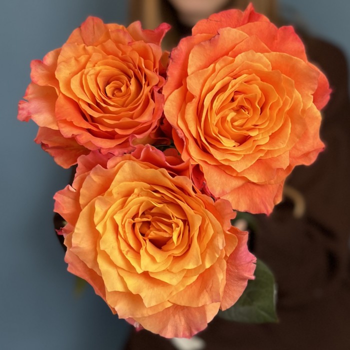 3 оранжево-розовые розы Фри Спирит 60 см
