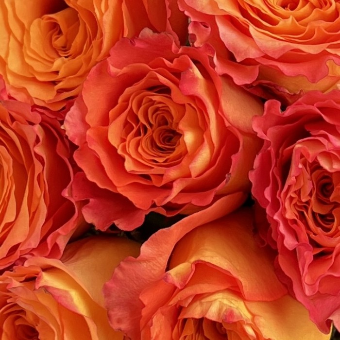 7 роз Фри спирит 50 см