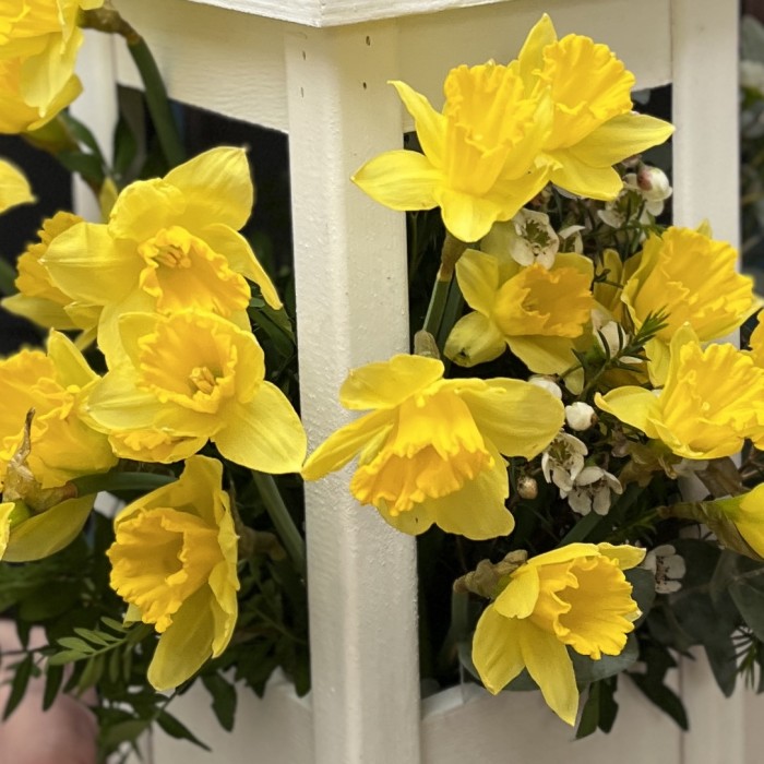 Весенняя композиция в фонаре с нарциссами