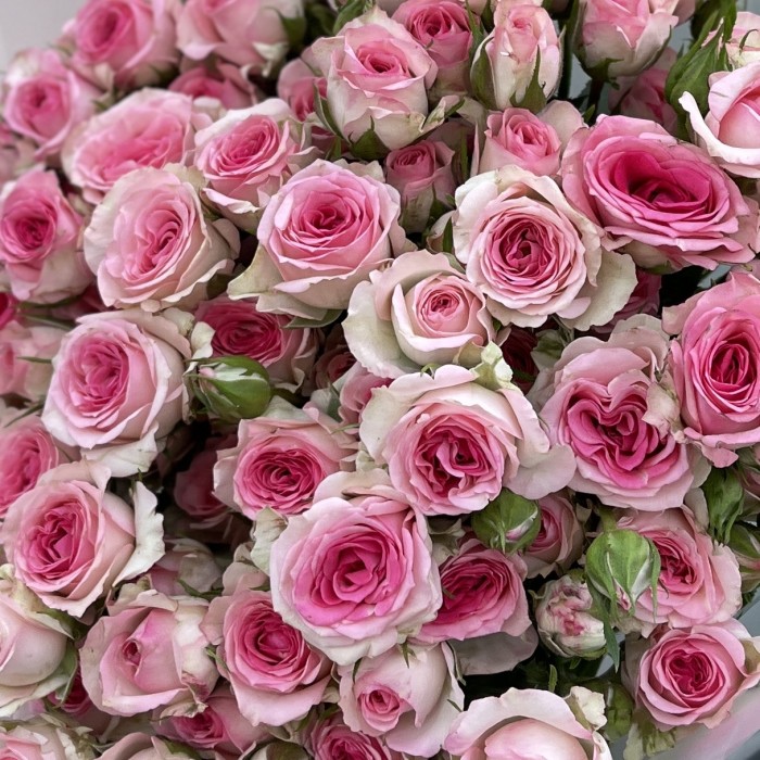 15 кустовых роз Тралала 40 см