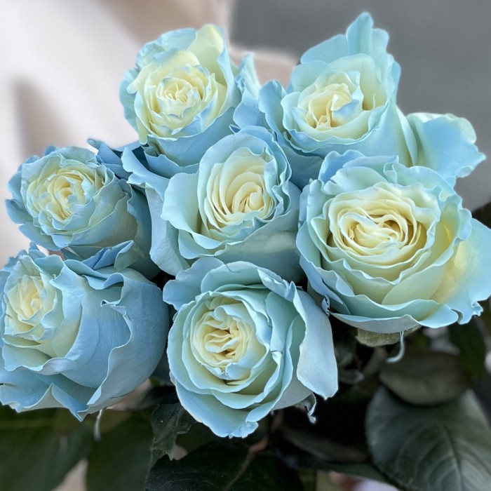 7 радужных бело-голубых роз 70 см