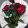 7 радужных красно - зеленых роз 70 см