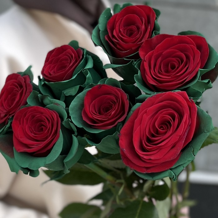 Радужная красно - зеленая роза 70 см