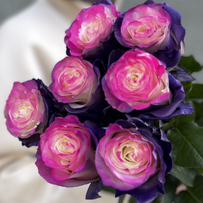 Радужная фиолетово - розовая роза 70 см